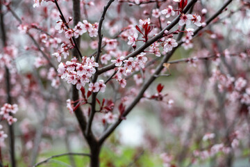 Wall Mural - Full frame macro abstract texture background of flower blossoms on a purple leaf sand cherry bush (prunus cistena)
