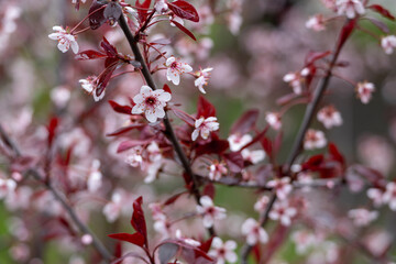 Wall Mural - Full frame macro abstract texture background of flower blossoms on a purple leaf sand cherry bush (prunus cistena)
