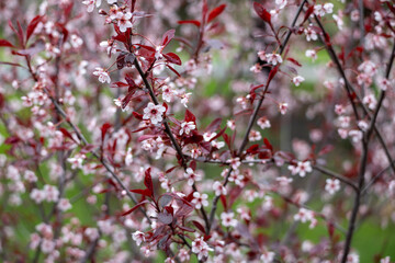 Wall Mural - Full frame macro abstract texture background of flower blossoms on a purple leaf sand cherry bush (prunus cistena)
