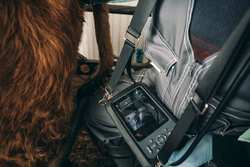 Innovations on the Farm: Ultrasound Technology: Veterinarians use ultrasound technology