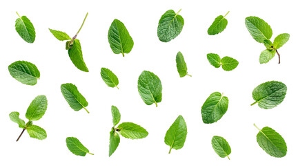 Wall Mural - Set of mint leaves isolated on white background