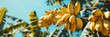 © Xchip - Ripe yellowing bananas hang in clusters on banana plantations. Industrial scale banana cultivation for worldwide export. Format banner header wide size, place sample