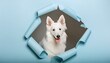 portrait of a dog,dog, pet, animal, white, canine, puppy, portrait, cute, samoyed