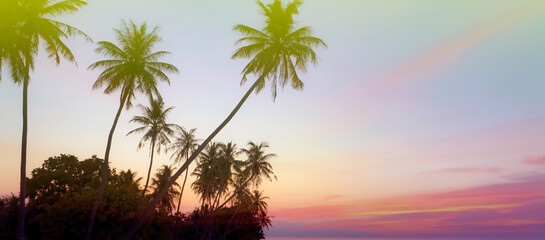 Wall Mural - Banner Summer with colorful theme as palm trees background as texture frame background