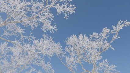 Wall Mural - slow motion tilt down ice and white frost on branches of silver birch tree winter landscape