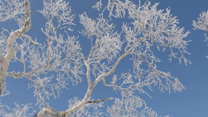 Wall Mural - slow motion tilt up ice and white frost on tree branches with winter blue sky