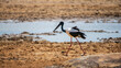 Black-necked Stork foraging for food near the dried up lake in Yala National Park.