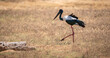 Black-necked Stork foraging at Yala National Park. The largest and very rare bird in Sri Lanka.