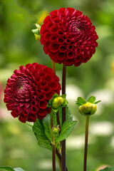 Wall Mural - Bright red pompom dahlias in a flowerbed in the garden.