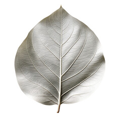 Wall Mural - silver leaf isolated on transparent background