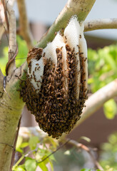 Wall Mural - Bee hive on a tree in the park