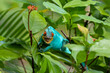 Ein Pantherchamäleon Männchen faucht drohend frontal in einem Strauch kletternd