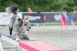 Pyrenean Shepherd staying on a Teeter-Totter on a dog agility course