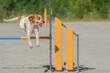 Breton jumps over an agility hurdle on a dog agility course