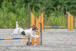 Jack Russell Terrier jumps over an agility hurdle on a dog agility course