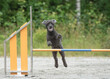 Poodle jumps over an agility hurdle on a dog agility course