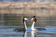 Great crested grebes (Podiceps cristatus) perform their mating ritual on a lake