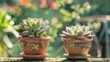Two healthy succulent plants in ornate terracotta pots basking in the soft sunlight on a serene day