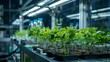 © Media Srock - An experimental laboratory of plants are bred in the biotechnological process