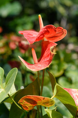 Wall Mural - Anthurium flower decoration in the tropical garden