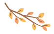 Autumn branch with leaves in flat design. Orange and yellow foliage twig. Vector illustration isolated.