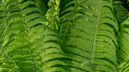 Wall Mural - A green leafy plant with many leaves