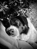 Fototapeta Przestrzenne - black and white dog sleeping