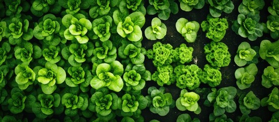 Canvas Print - Aerial view of a lettuce garden with a copy space image for adding text