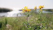 sunchoke flowers on a seashore closeup