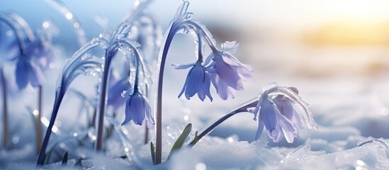 Aufkleber - Close up image of bluebells frozen in ice with plenty of empty space around them for copy. Creative banner. Copyspace image