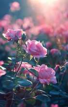 A Beautiful Garden Full Of Pink Roses, Dreamy And Romantic, With A Blurred Background.
