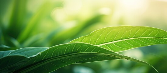 Poster - A close up image of a vibrant green leaf in a tropical nature setting The leaf s texture creates an abstract background with copy space for ecology environment and travel adventure concepts The shall