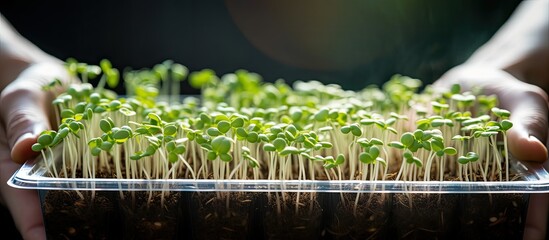 Poster - Close up of seedlings in an eco friendly container showcasing new green sprouts with a copy space image held by a gardener