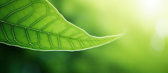 Poster - A close up view of a green leaf is placed against a blurred background creating a natural and fresh wallpaper concept with ample copy space