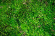 Beautiful Bright Green moss grown up cover the rough stones and on the floor in the forest.