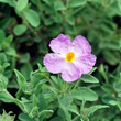 Grey-leaved cistus or Cistus albidus. Close-up of a flower with ruffled pink petals, whitish center around yellow stamens above green-gray, hairy and veined foliage