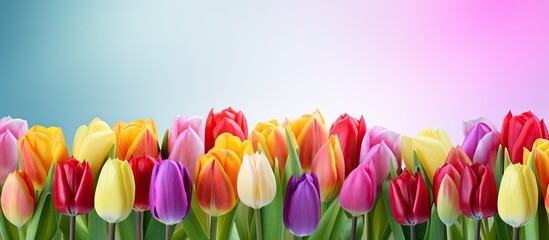 Poster - Colorful tulips arranged in a stunning composition perfectly complementing the vibrant background creating an eye catching copy space image