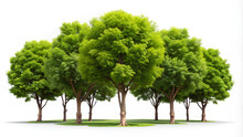 Group Of Tree Isolated On White. Clipping Path