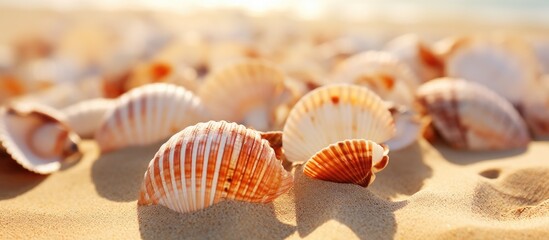Aufkleber - A beautiful card featuring a close up view from above of seashells on the sand creating a visually captivating image with copy space