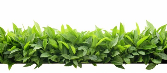 Aufkleber - A frame of freshly picked green tea leaves from an organic tea plantation surrounded by fresh green foliage isolated on a white background with copy space