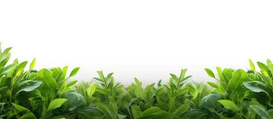 Aufkleber - A frame of fresh green tea leaves freshly picked from an organic tea plantation at home isolated on a white background A natural food frame with vibrant green leaves and ample copy space image