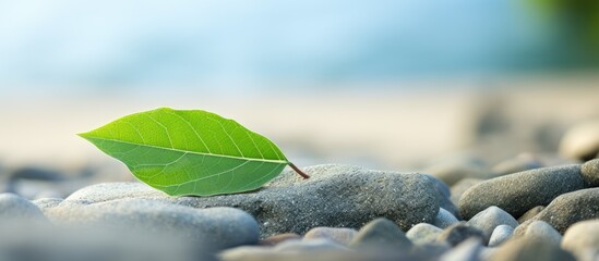 Aufkleber - A high quality photo of a green leaf placed on a stone against a sandy beach background with copy space