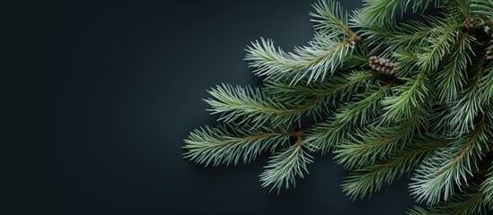 Fototapete - A copy space image of evergreen pine needles adorned with white elements