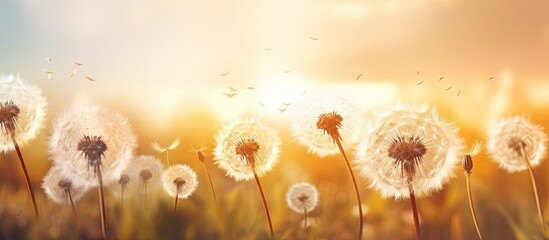 Poster - Copy space image of boho style atmospheric floral background featuring a close up view of white air dandelions illuminated by the rays of the setting sun creating a stunning display
