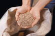 Man brewer control raw material for quality. Closeup barley and wheat from bag before brewing for craft beer on brewery factory, banner
