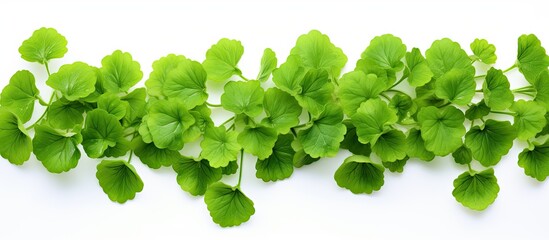 Poster - The image showcases Centella Asiatica leaves on a white background with a border providing ample copy space
