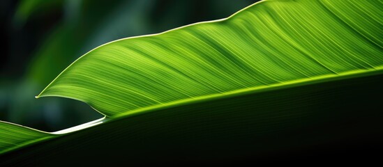 Poster - The image shows the silhouette of a banana leaf positioned in a close up shot with copy space