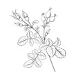 Botanical illustration rosehip on white background. Hybrid tea rose