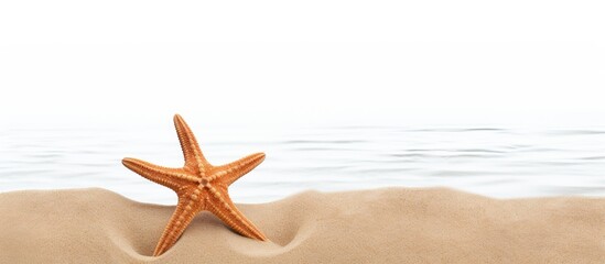 Wall Mural - A starfish is seen in a border design on a sandy beach with a copy space image It is isolated against a white background representing a vacation concept