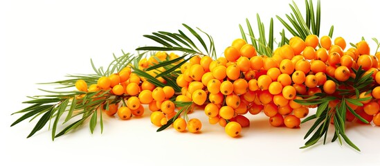 Wall Mural - The sea buckthorn is shown in a copy space image on a white background